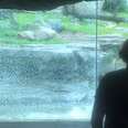 Captive Grizzly Bear Grabs Rock, Shatters His Glass Enclosure