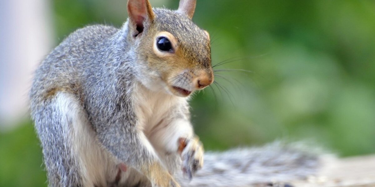 Heroic Firefighter Saves Traumatized Baby Squirrel With Oxygen Mask ...