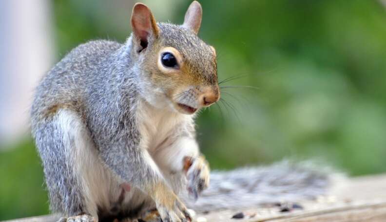 Heroic Firefighter Saves Traumatized Baby Squirrel With Oxygen Mask ...