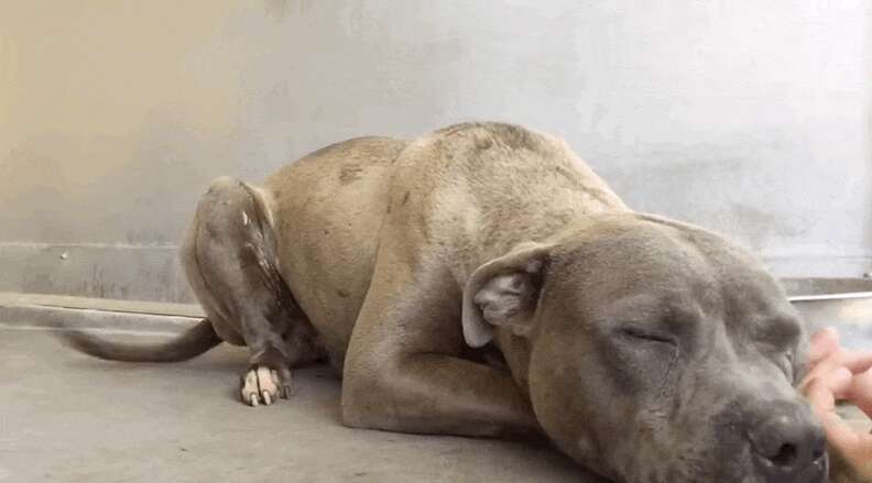 Pit Bull Who Was Set On Fire Proves Love Conquers All - The Dodo