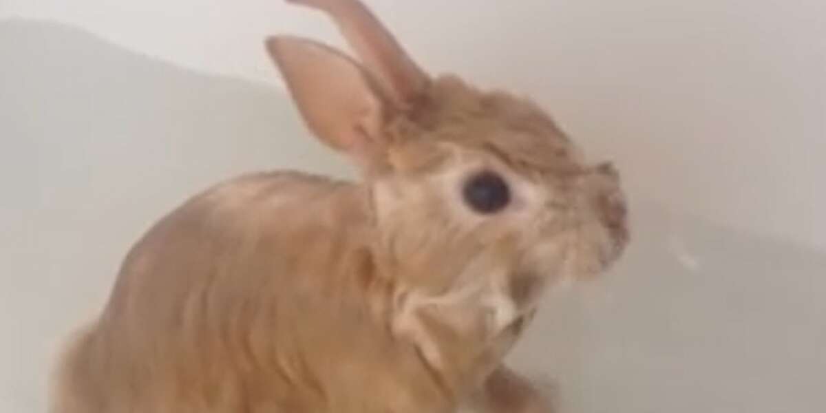Rabbit Bath Videos Aren't Cute - The Dodo