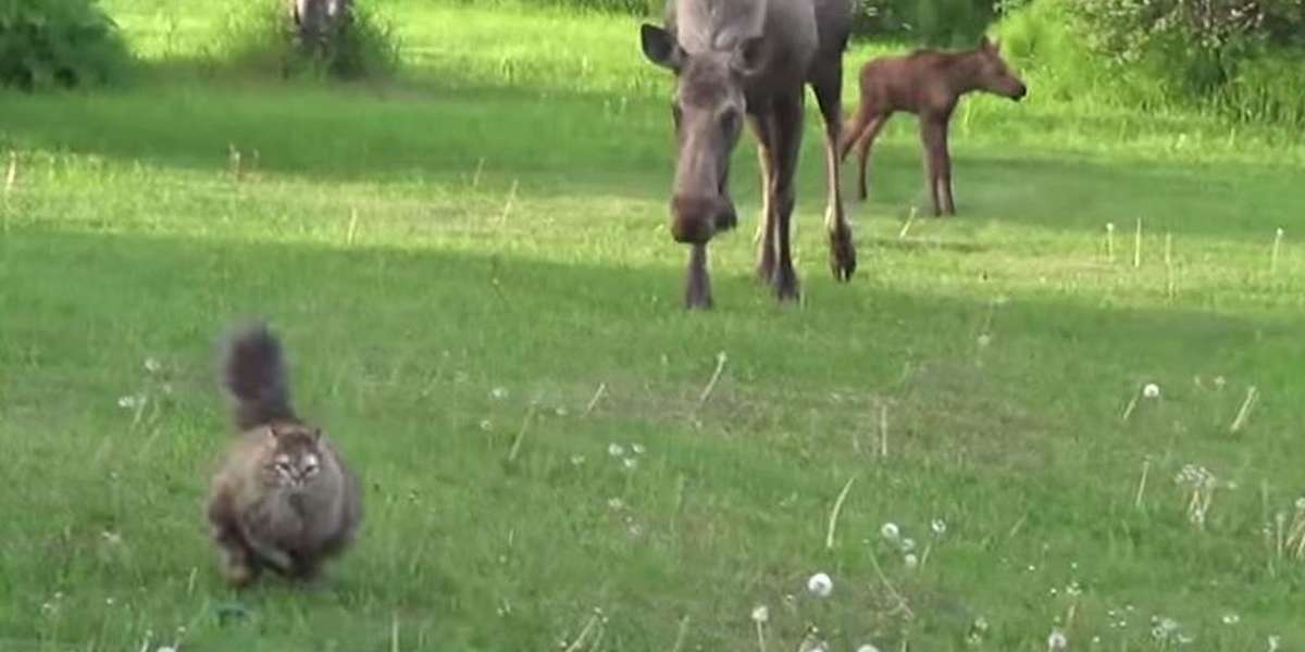 Cat Ultimately Regrets Butting In On Moose Family Moment - The Dodo