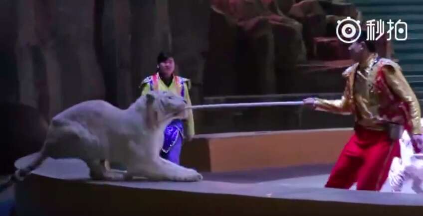 White tiger in Chinese circus turns on trainer