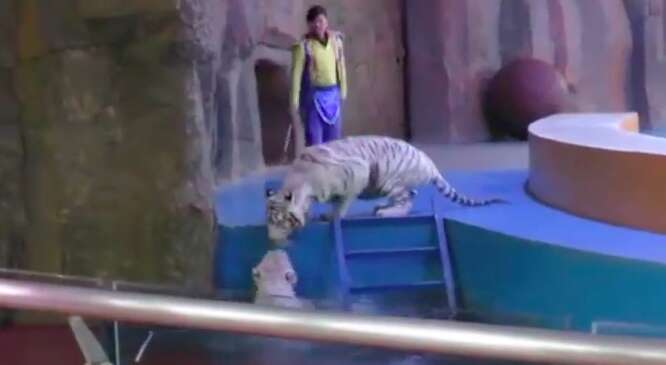 White tiger in Chinese circus checks on friend