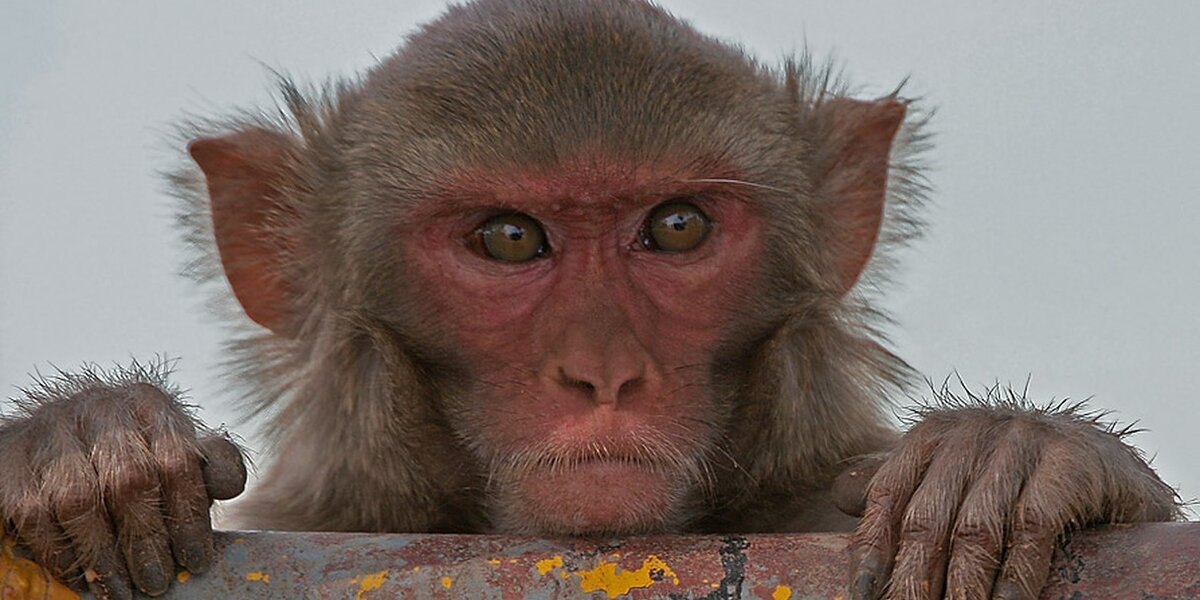 Monkey Reegan Rogue Monkey Seeks Revenge For Sibling's Death, Officials Say - The Dodo