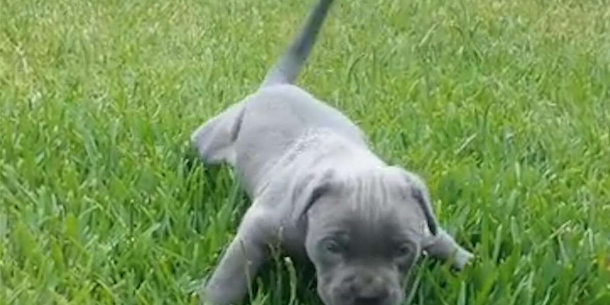 Puppy Whose Legs Don't Work Teaches Herself How To Run The Dodo