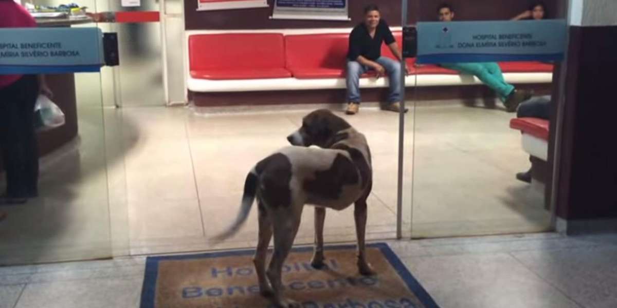 Loyal Dog Waits Days Outside Hospital For His Dying Owner - The Dodo