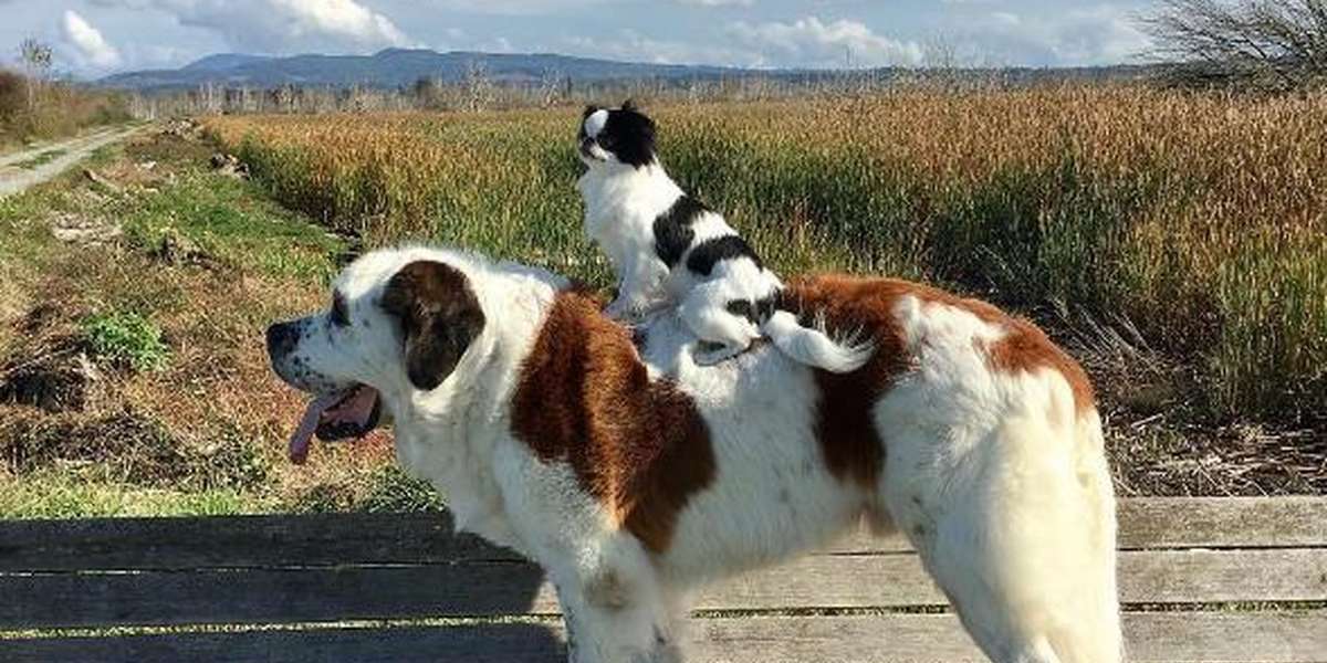 Big Dog Carries Little Dog Everywhere They Go - The Dodo