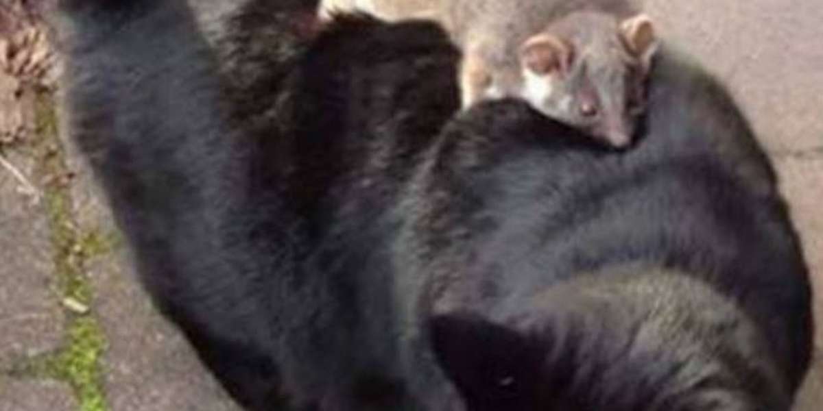 Cats And Possums Can Make Friends With ANYONE The Dodo