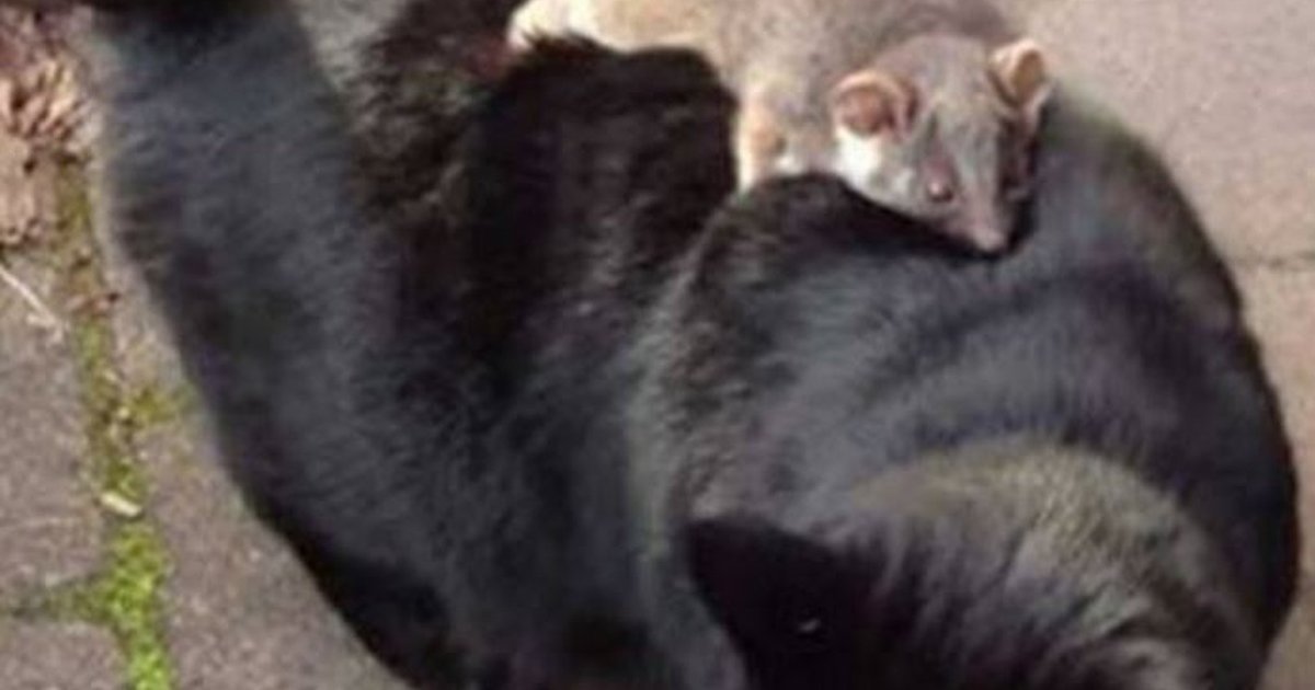 Cats And Possums Can Make Friends With ANYONE The Dodo