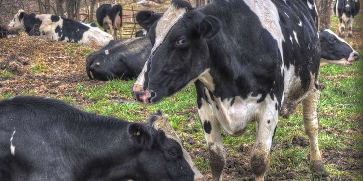 The Wrongheaded Law That's Making Your Food Less Safe - The Dodo