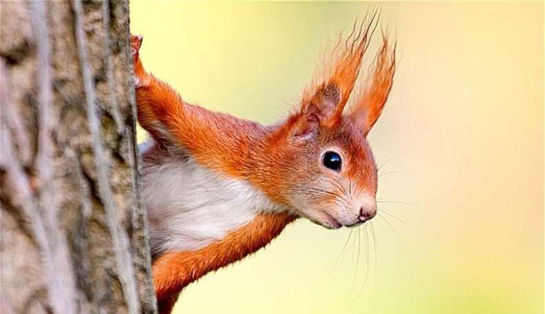 UK Parliament Stops Efforts To Eradicate Grey Squirrels - The Dodo