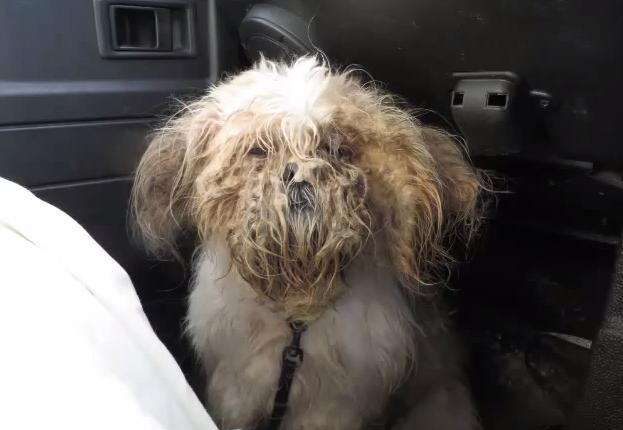 Filthy, Matted Puppy Undergoes Unbelievable Transformation - The Dodo