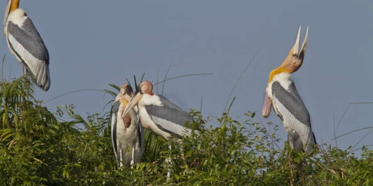 Eat rice, save birds - The Dodo
