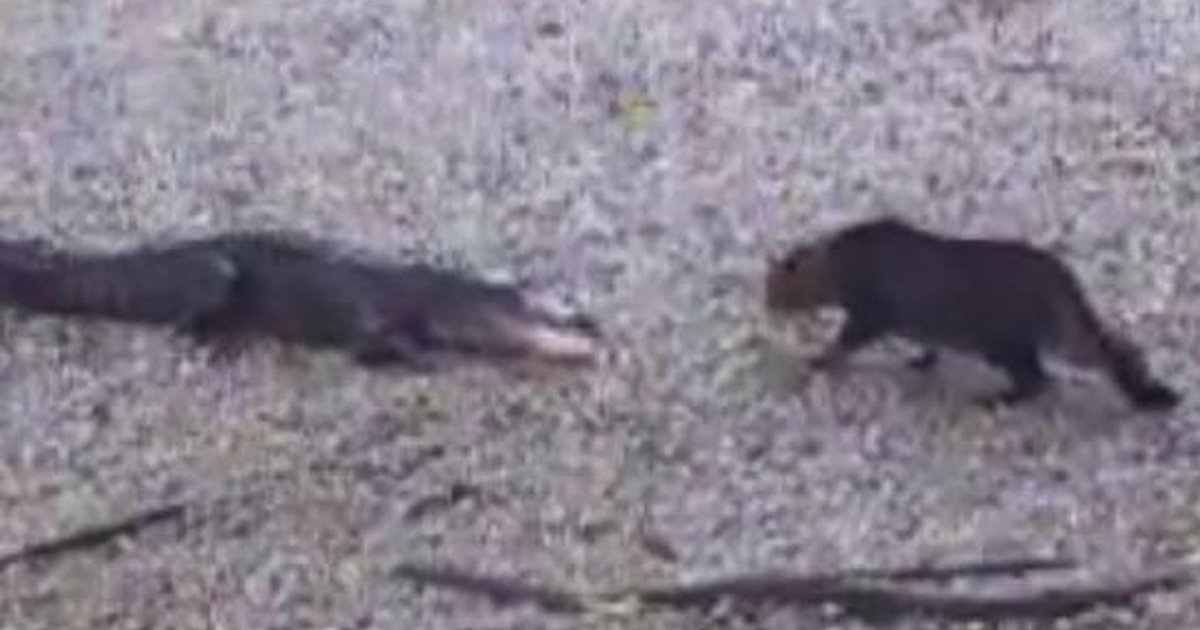 Cat Takes On Alligator In HeartPounding Video The Dodo