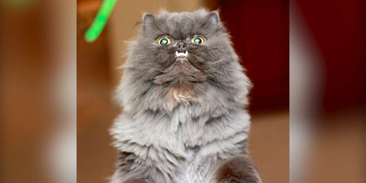 This Rescue Cat Has An Underbite — And It’s GLORIOUS - The Dodo