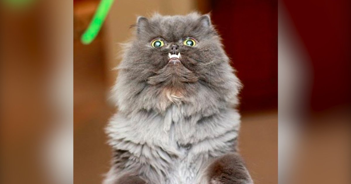 This Rescue Cat Has An Underbite — And It's GLORIOUS - The ...