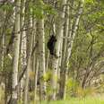 Watch A Black Bear Cub Inch Its Way Up A Tree