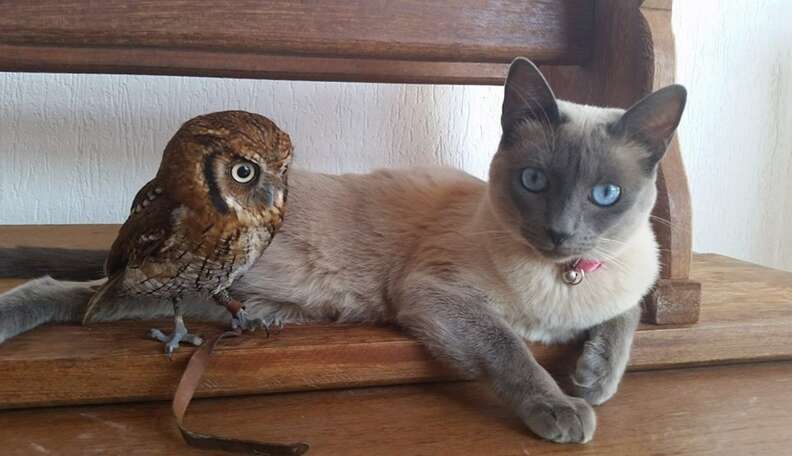 Pet owl on sale