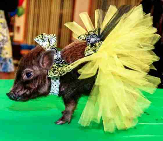 Pigs Wearing Tutus Are Cuter Than Anyone Ever Imagined - The Dodo