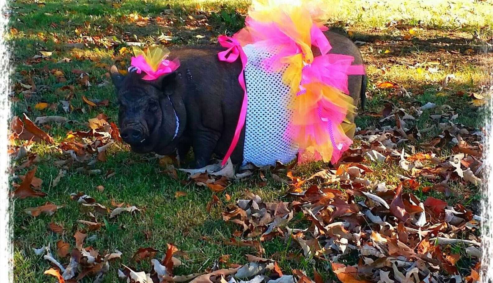 Pigs Wearing Tutus Are Cuter Than Anyone Ever Imagined - The Dodo