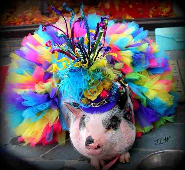 Pigs Wearing Tutus Are Cuter Than Anyone Ever Imagined - The Dodo