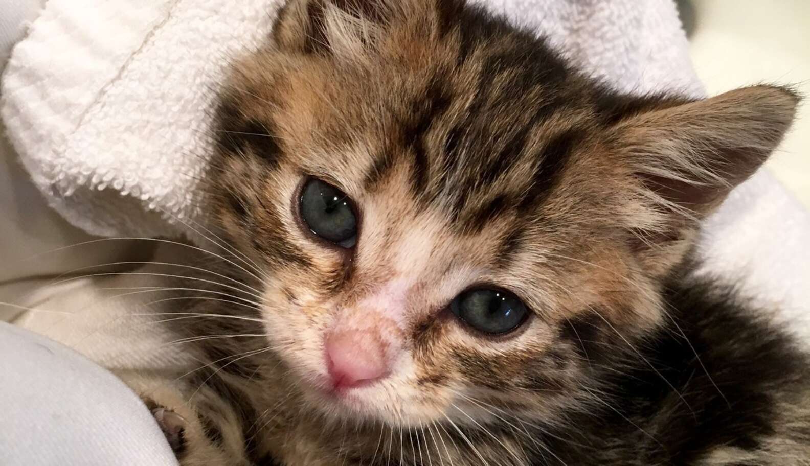 Pit Bull Is Completely Obsessed With Her New Kitten - The Dodo