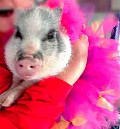 Pigs Wearing Tutus Are Cuter Than Anyone Ever Imagined - The Dodo