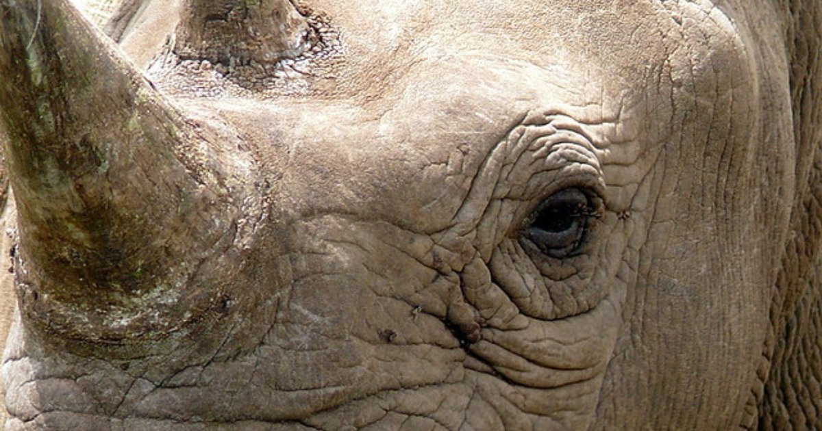 2014 Has Already Set A Record For Rhino Poaching - The Dodo