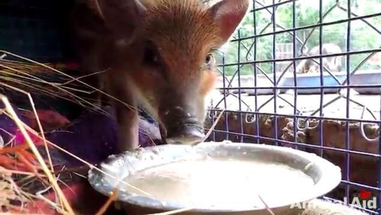 Fearless Man Risks Life To Rescue Drowning Piglet - The Dodo