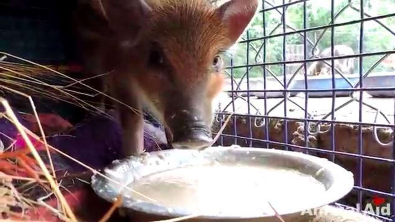 Piglet Life Guard Fearless Man Risks Life To Rescue Drowning Piglet - The Dodo