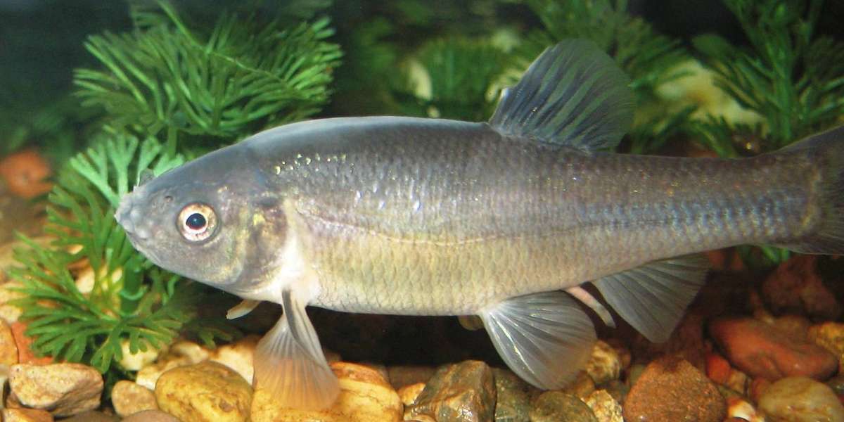 How Estrogen From The Pill Could Be Deadly For Fish - The Dodo
