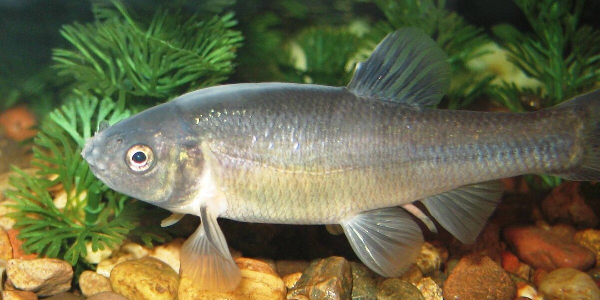Extol Fish How Estrogen From The Pill Could Be Deadly For Fish - The Dodo