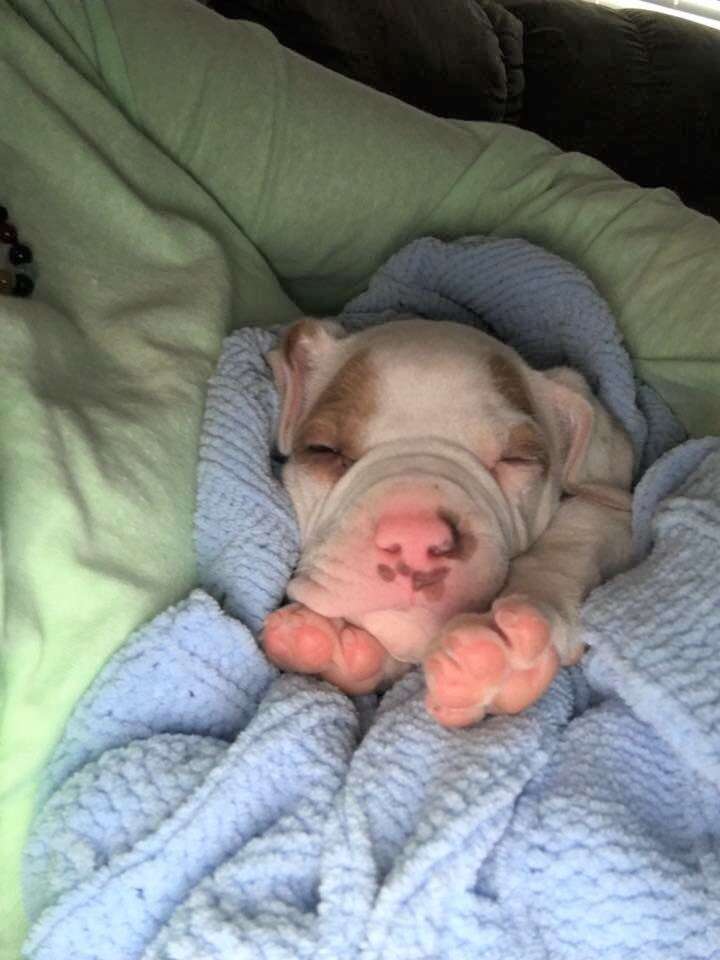 puppy snuggles in blanket