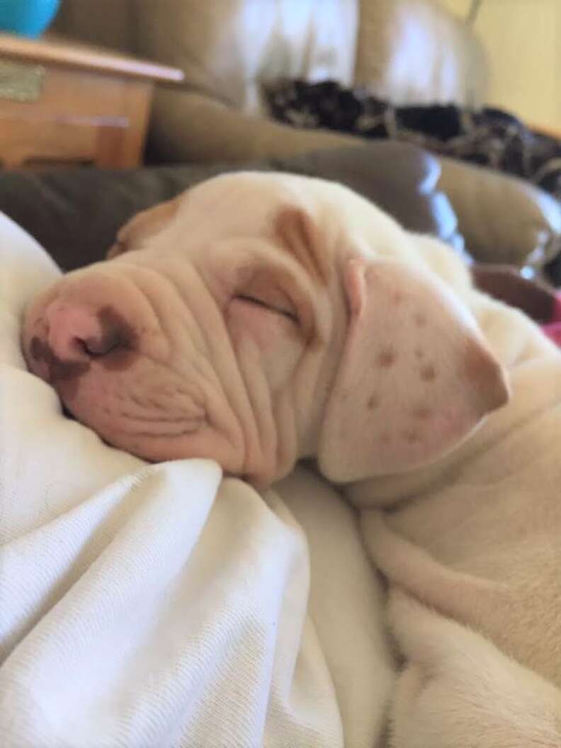 puppy sleeping in bed