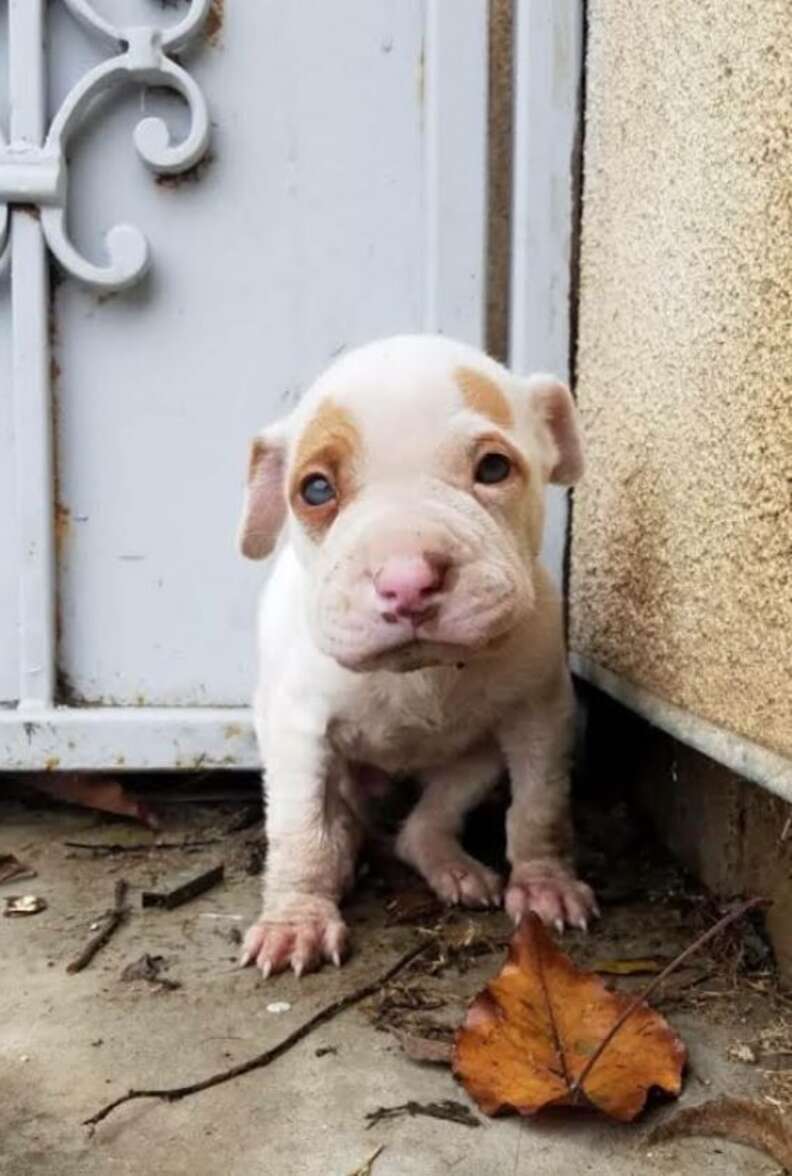 puppy on doorstep