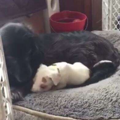puppy with foster dog mom