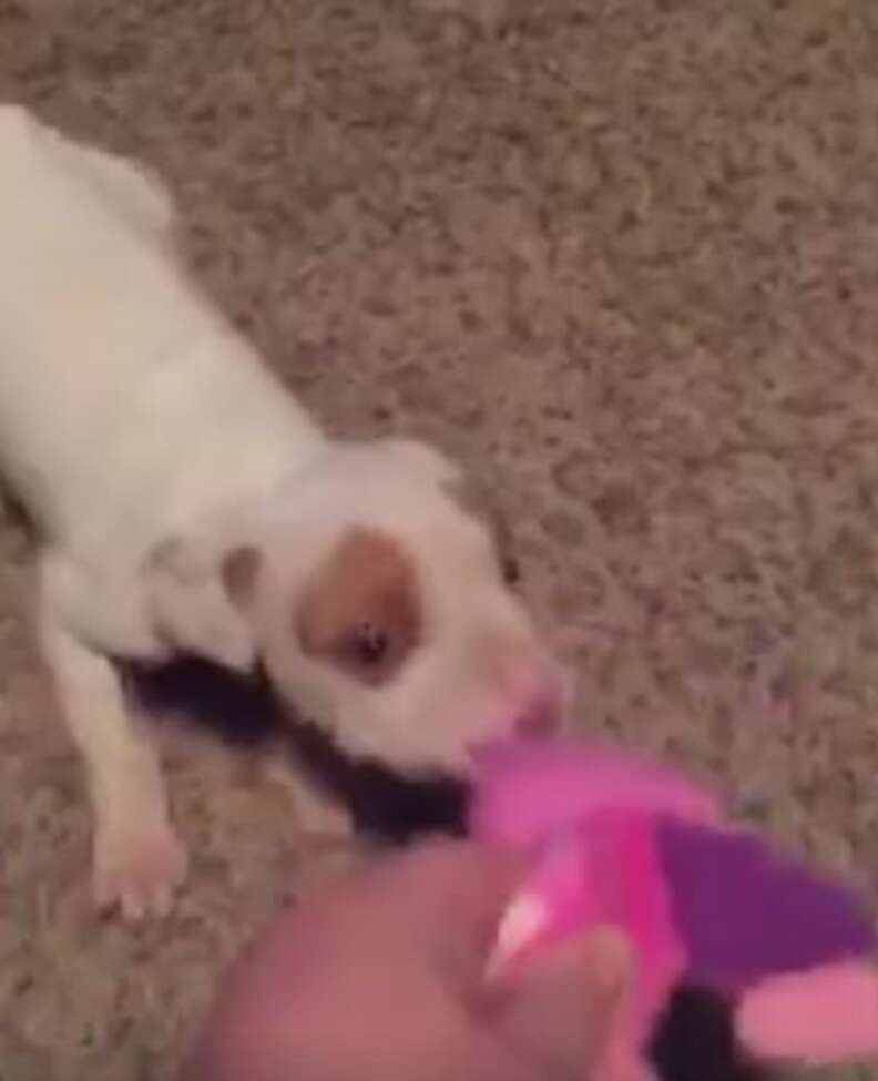 puppy playing with toy