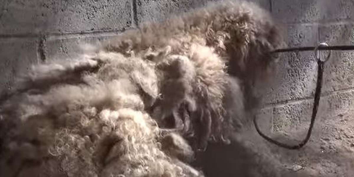 Rescuers Knew There Was A Loving Dog Beneath This Anxious Pile Of Fur ...