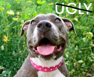 pitbulls are ugly dogs