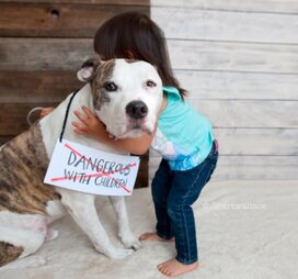 pitbulls are ugly dogs