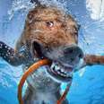 Our Relationship With Dogs In A Series Of Underwater Photos
