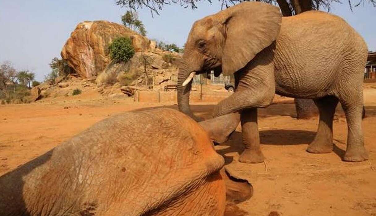 Elephant Waits By Poisoned Friend's Side Until She Can Get Up