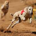 Thousands Of Racing Dogs Are Allowed To Suffer In Secret