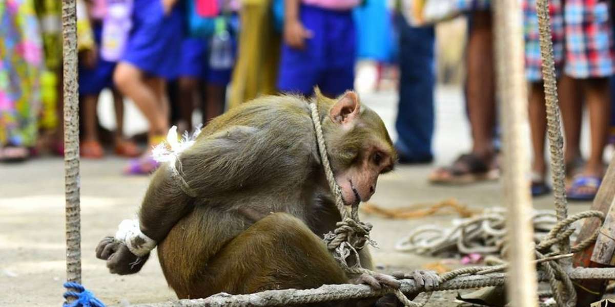 Monkey Gets Bizarre Punishment, And Awful Crowd Gathers To Cheer - The Dodo