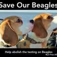 Save Beagles from experiments in UK Laboratories