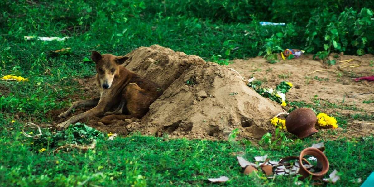 Loyal Dog Waits For Weeks By The Grave Of His Deceased Owner - The Dodo