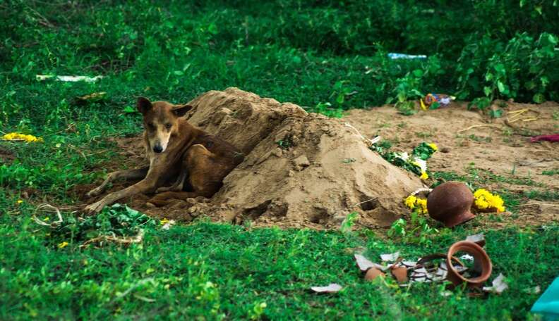 Loyal Dog Waits For Weeks By The Grave Of His Deceased Owner - The Dodo
