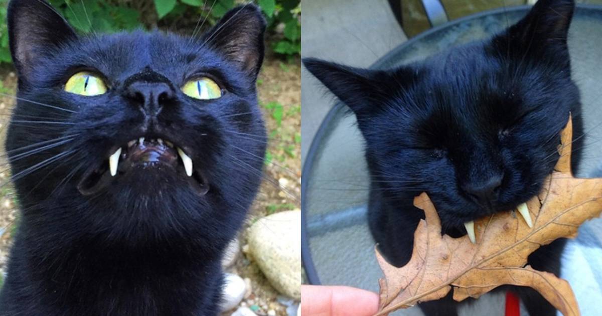 Black cat with store fangs