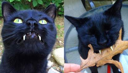 Cat With Vampire Teeth Completely Won Over The Woman Who Saved Him The Dodo